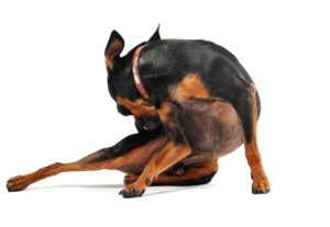 Dog biting hind leg