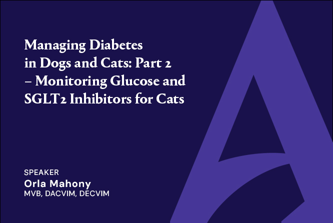 Managing Diabetes in Dogs and Cats: Part 2 – Monitoring Glucose and SGLT2 Inhibitors for Cats