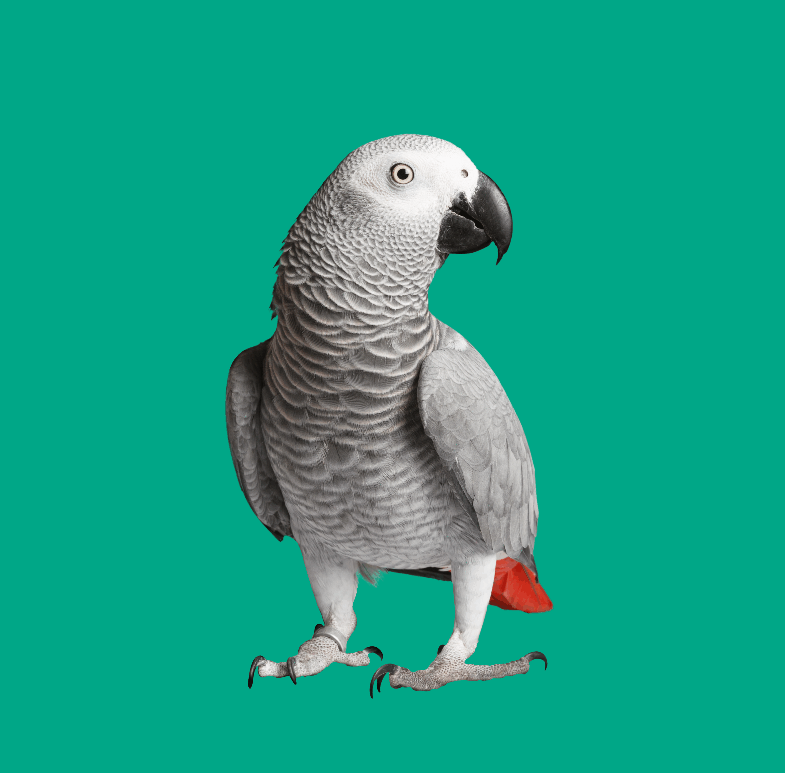 Unlocking the Secrets of Exotic Animal Biopsies: Q&A with Dr. Sierra Imanse
