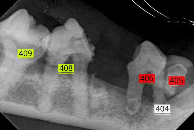 Antech™ Launches RapidRead™ Dental, the AI-Powered Radiology Interpretation Tool Revolutionizing Veterinary Dentistry