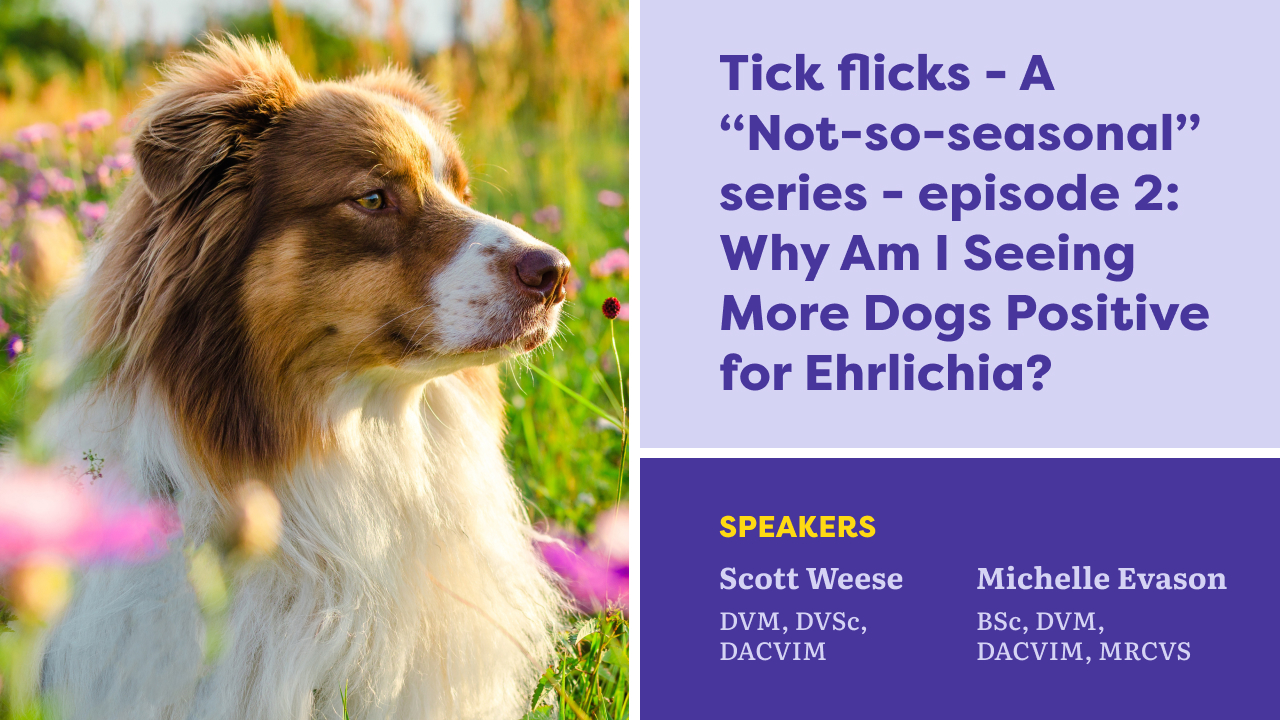 Tick Flicks – Une série « pas si saisonnière » : Épisode 2 : Pourquoi vois-je plus de chiens positifs à l'Ehrlichia ? Qu'en est-il de la fièvre typhoïde hémorragique (RMSF) et des autres maladies transmises par les tiques ?