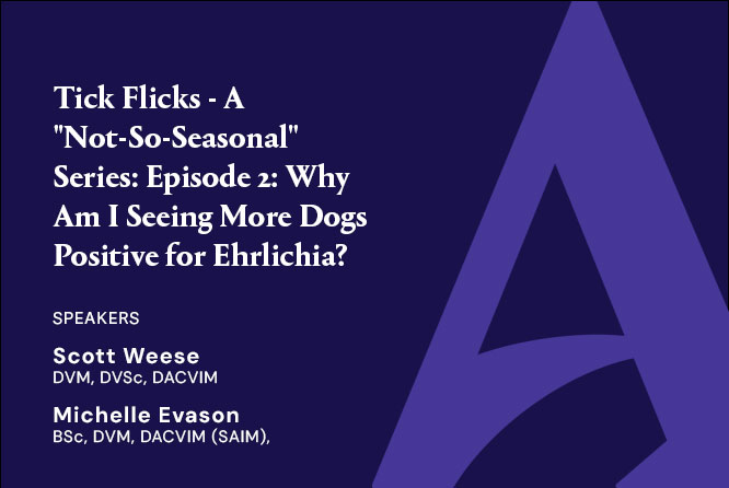 Tick Flicks – A “Not-So-Seasonal” Series: Episode 2: Why Am I Seeing More Dogs Positive for Ehrlichia? What about RMSF and other tick-borne concerns?