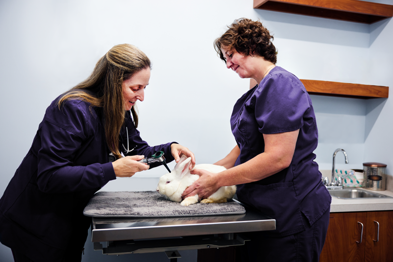 Prevention Pays Partner: Enhancing Patient Wellness and Practice Growth