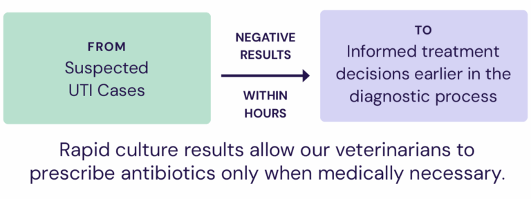 Veterinary Microbiology Lab Services for Pets | Antech Diagnostics