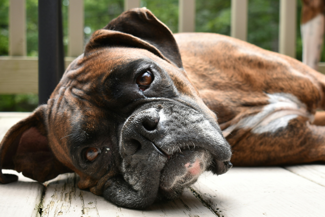 Dakota’s Diagnostic Imaging: Key to Surgical Success