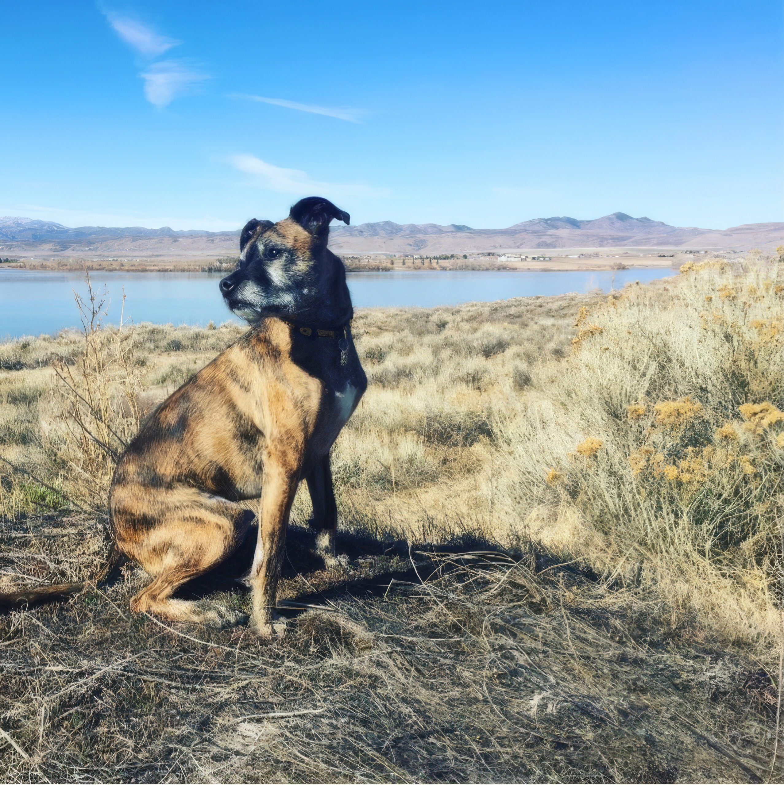 What’s Wrong with Beard the Boxer Mix?