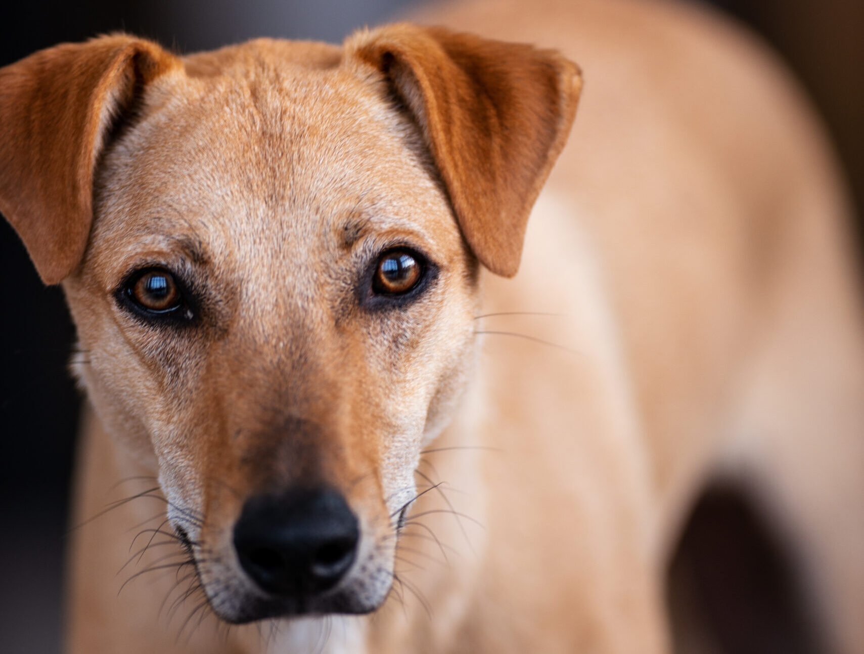 Mac-ximizing Diagnostics: Blood Cell Conundrum and Effusion Confusion