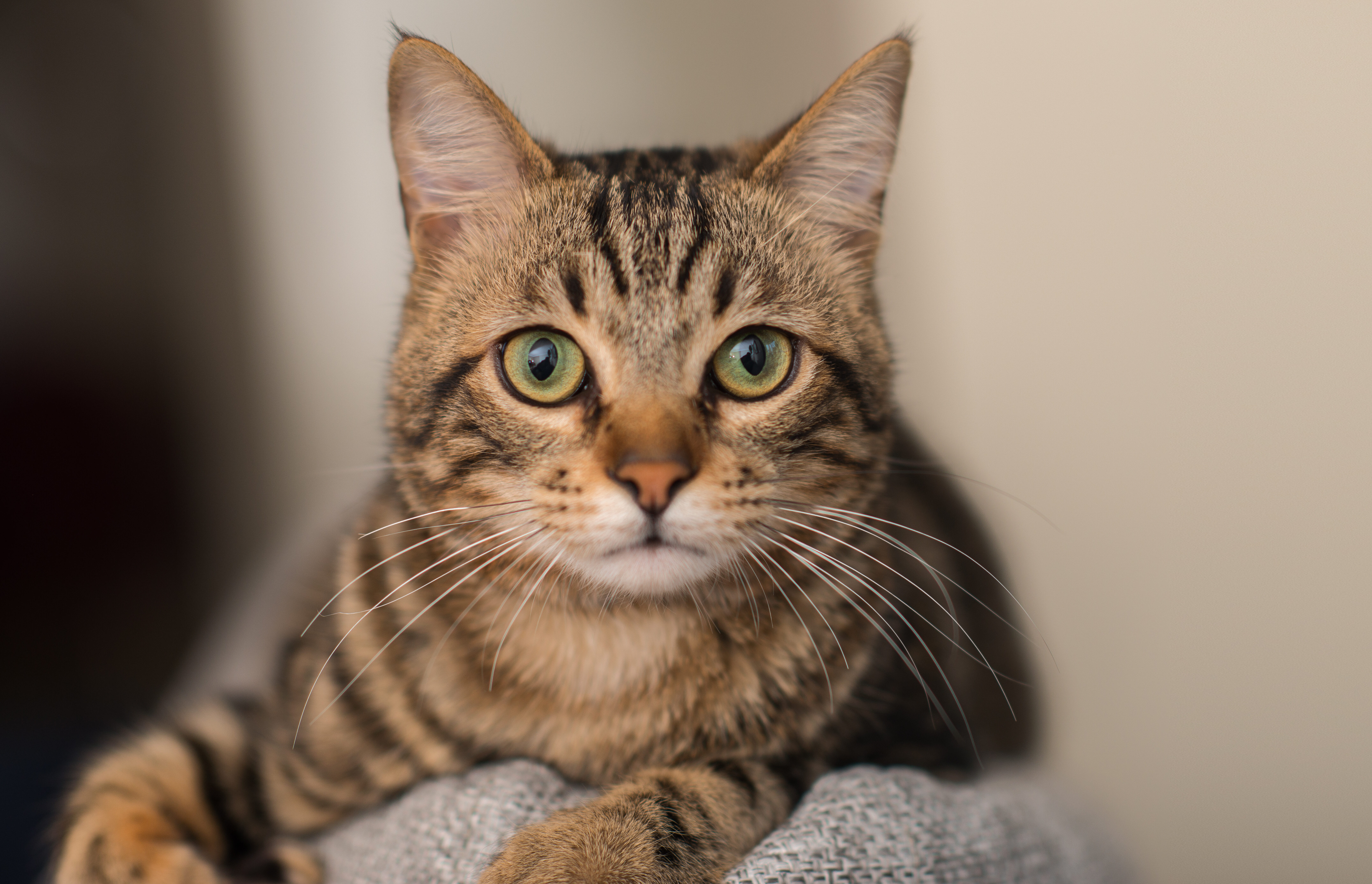 Diagnosing Snickers’ Belly Full of Trouble