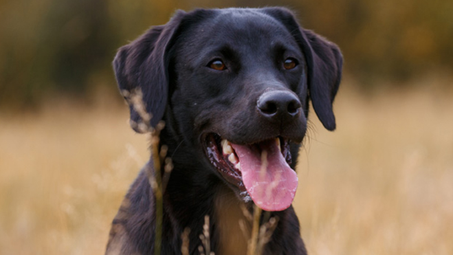 Myrtle’s Tick-Borne Disease Pathogen Screening Result: To Hurtle Towards Treatment, or Not?